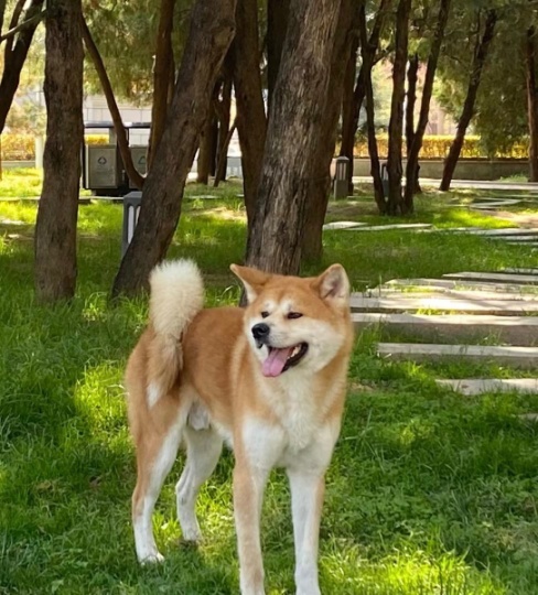 寻秋田狗启示