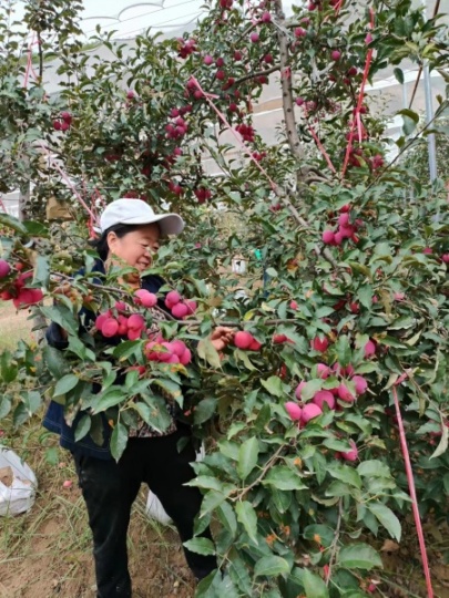 袖珍苹果销售